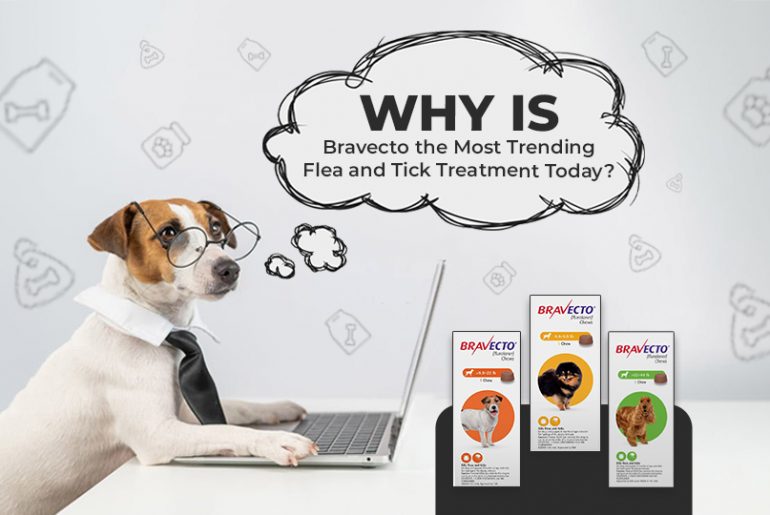 Why is Bravecto the Most Trending Flea and Tick Treatment Today?