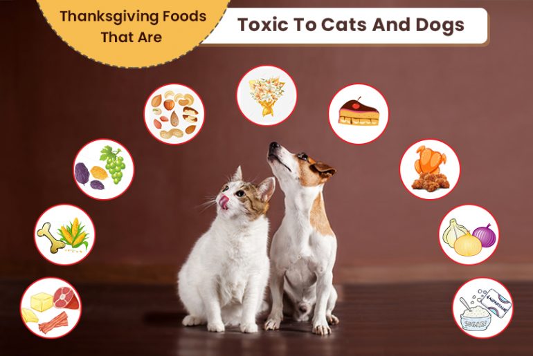 Thanksgiving Foods Your Dog Or Cat Should Not Eat