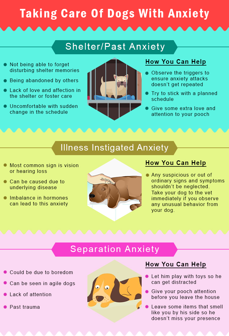 Anxiety in Dogs Causes, Symptoms, and Treatments CanadaPetCare Blog