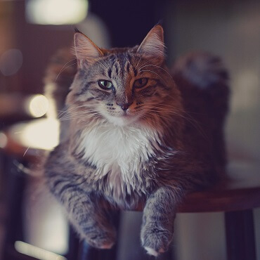 Cat Care