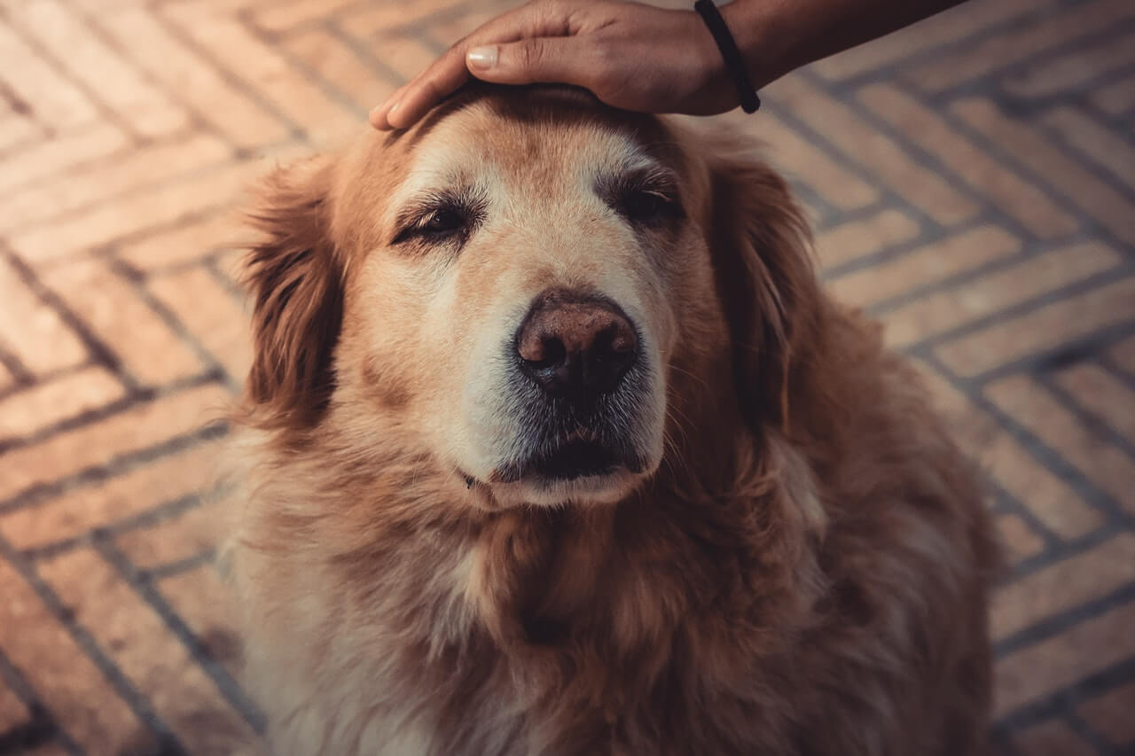 How to Take Care of Your Dogs Senior Dog
