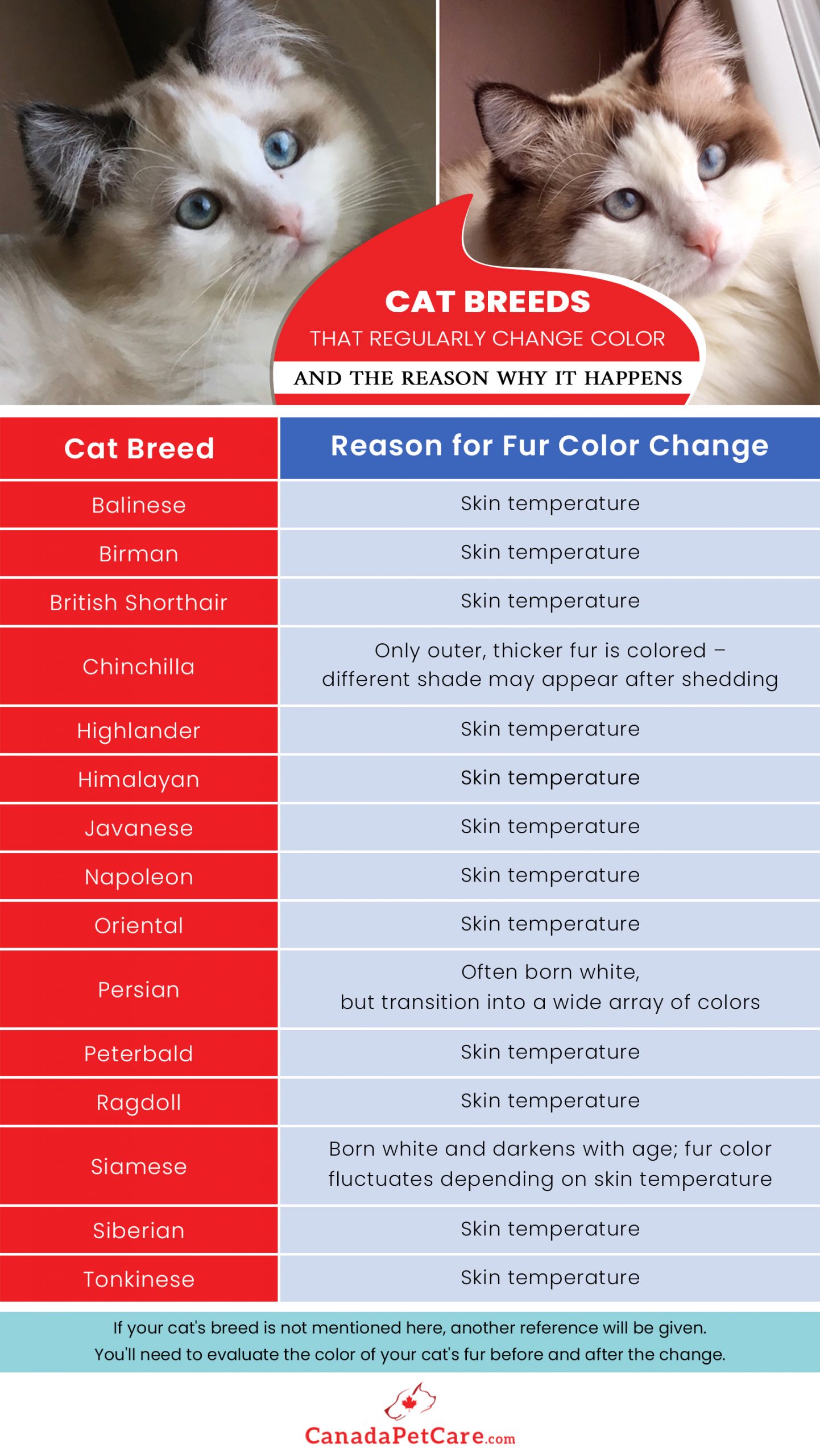 Cat Breeds Skin Temperature