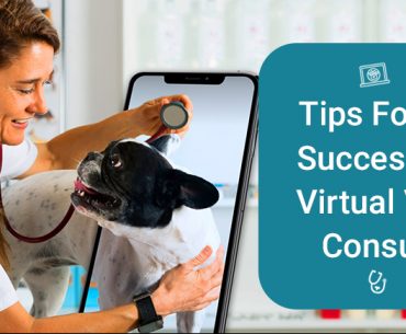Virtual Vet Consultation