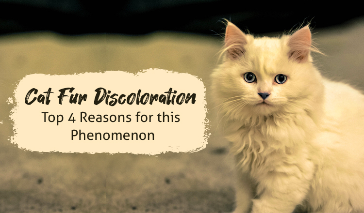 cat-fur-discoloration