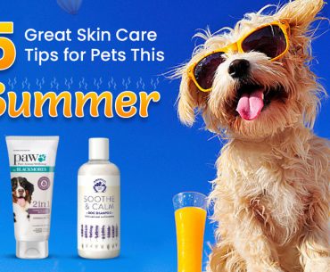 Summer Safety Tips for Dogs
