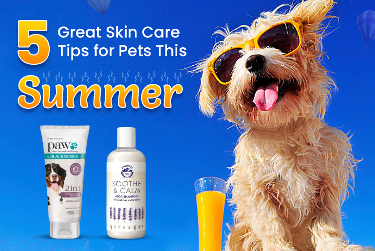 Summer Safety Tips for Dogs