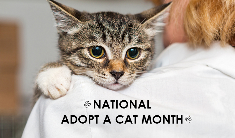 national-adopt-a-cat-month