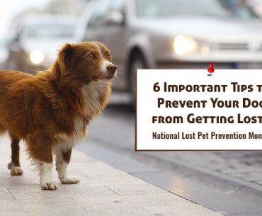 Prevent Your Dog from Getting Lost