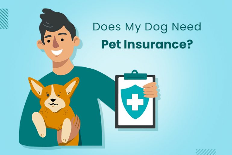 Why Do I Need To Insurance My Pet?
