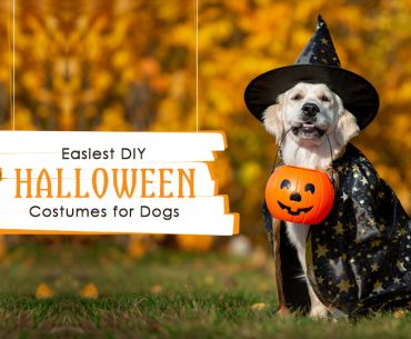 DIY Halloween Costumes for Dogs