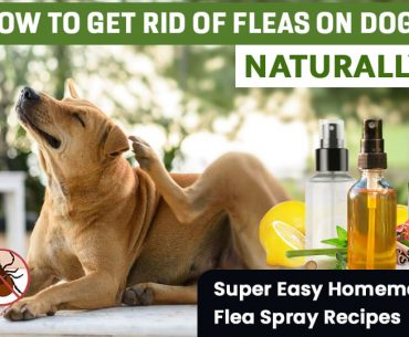 Easy DIY Flea Sprays for Dogs