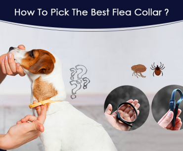 How to Pick Flea Collar in 2022