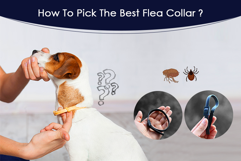 How to Pick Flea Collar in 2022