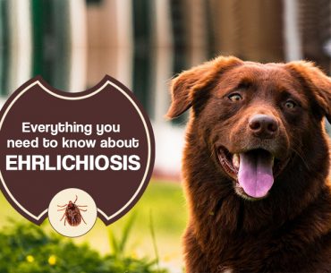 Tick-Borne Disease Ehrlichiosis in Dogs