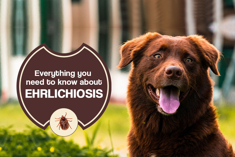 Tick-Borne Disease Ehrlichiosis in Dogs