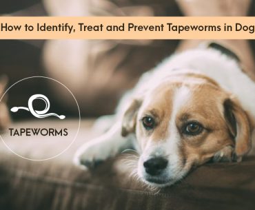 Tapeworm Diagnosis and Treatment in Dogs