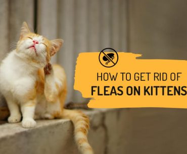 How To Remove Flea from Cats & Kittens