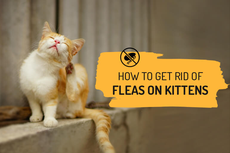 How To Remove Flea from Cats & Kittens