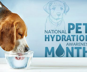 Signs of Dehydration in Pets