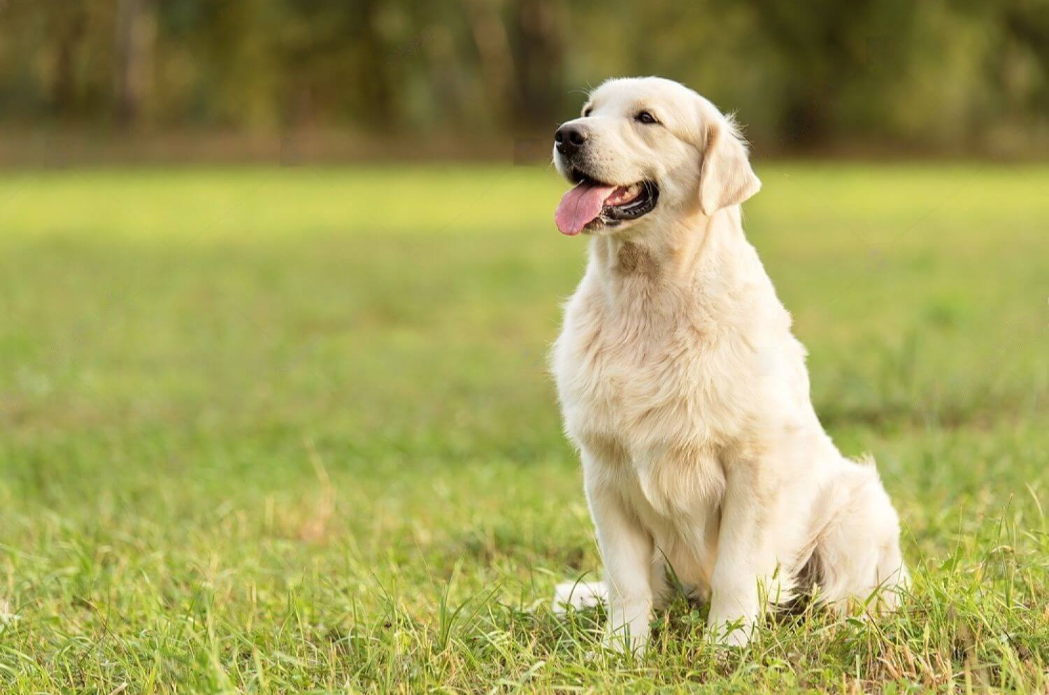 golden-retriever-dog-Breeds-Prone-to-Seizures