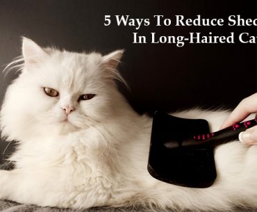 5 Ways To Reduce Shedding In Long-Haired Cats