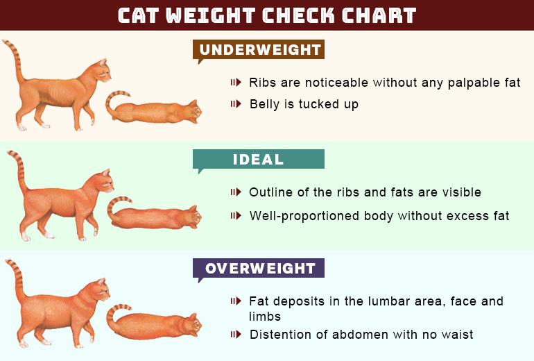 Obesity in Cats Weight Chart