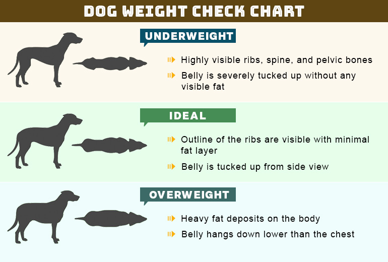 Obesity in Dogs Weight Chart