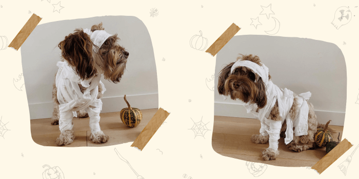 Easy Dog Halloween Costume