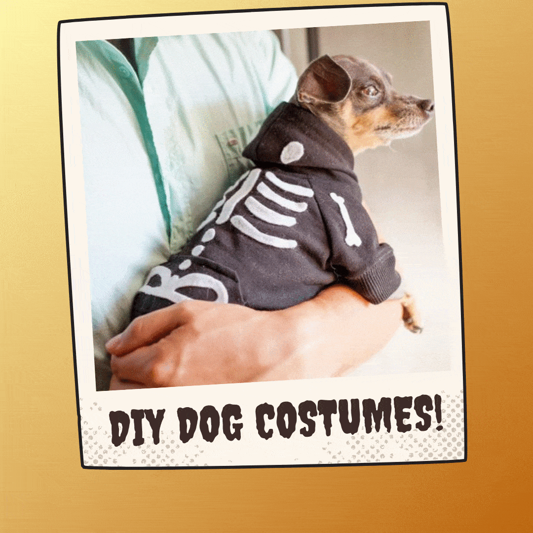 Make Easy DIY Dog Skeleton Costume at Home