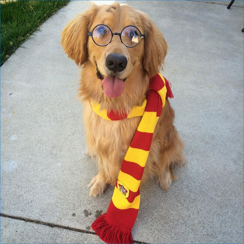 Harry Potter Dog Costume at Home