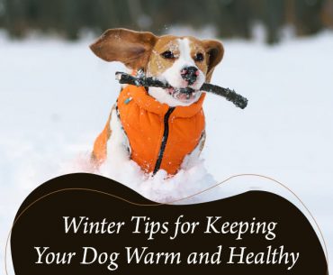 How to Keep Dogs Warm & Healthy in Winter
