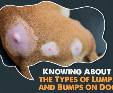 Dog Skin Lumps & Bumps