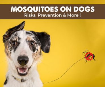 How to Protect Your Dog from Mosquitoes?