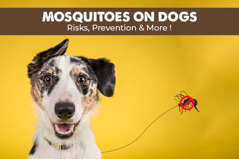 How to Protect Your Dog from Mosquitoes?