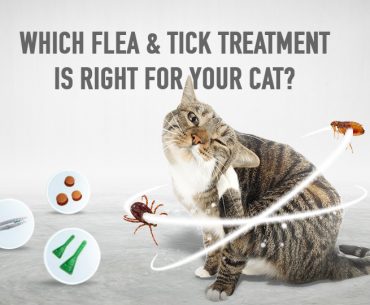 Types of flea and tick prevention for Cats