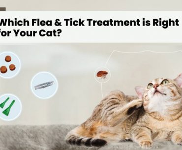 What is the best flea and tick treatment for cats?