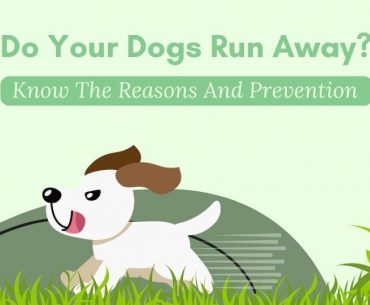 Why Do Your Dogs Run Away?