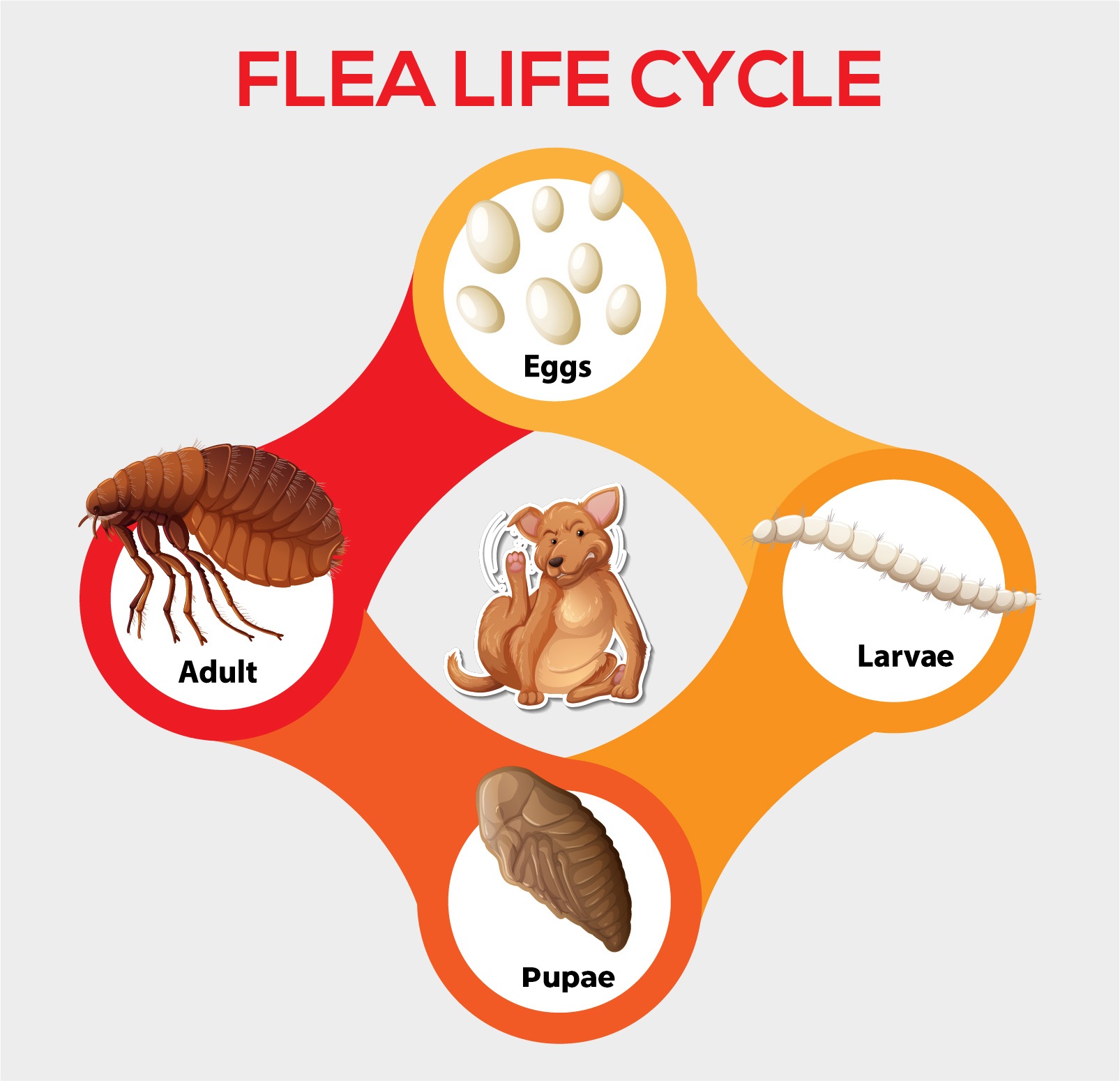 4 stages of flea life cycle