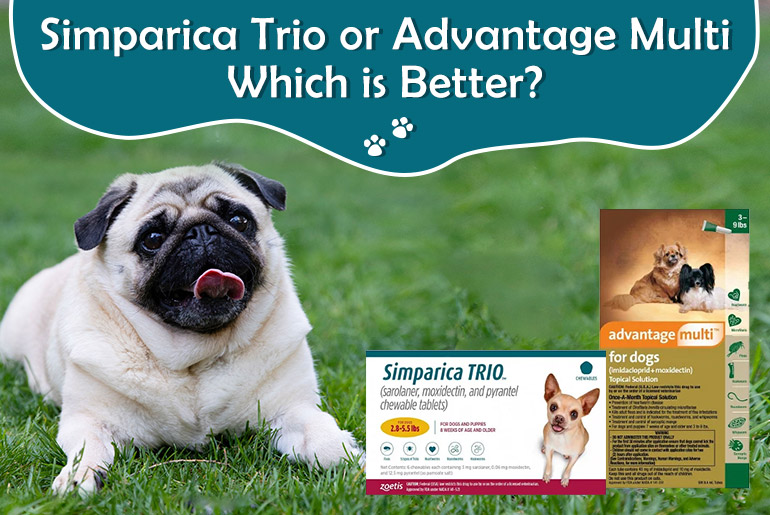 Simparica Trio or Advantage Multi− Which is Better?