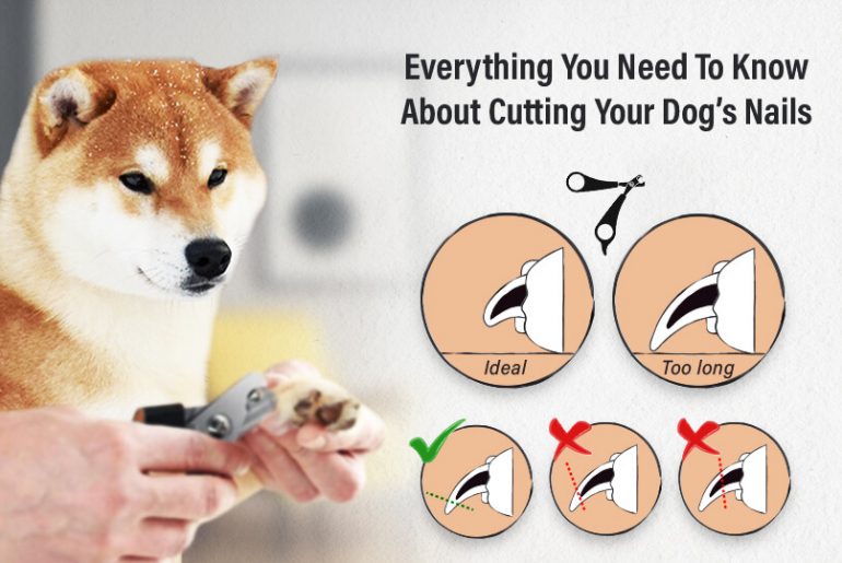 Tips for Clipping Your Dog's Nails at Home