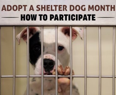 Ways to Celebrate Adopt a Shelter Dog Month