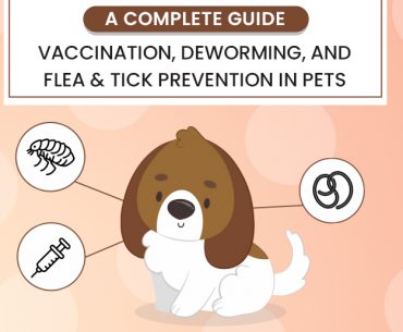 Vaccination, Deworming, and Flea & Tick Prevention in Pets
