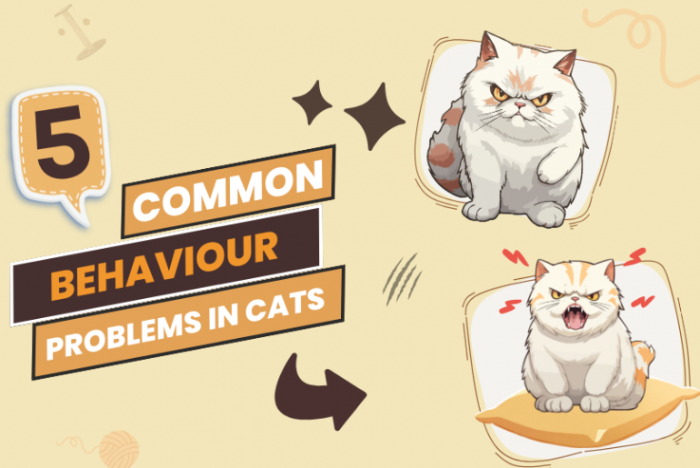 Behavior Problems in Cats Reason & Solution