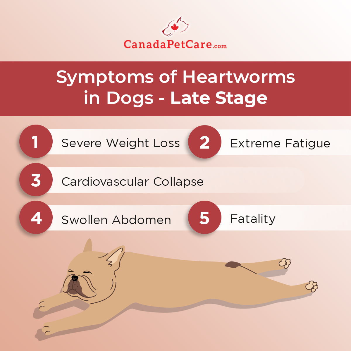 symptoms of late-stage heartworms in dogs