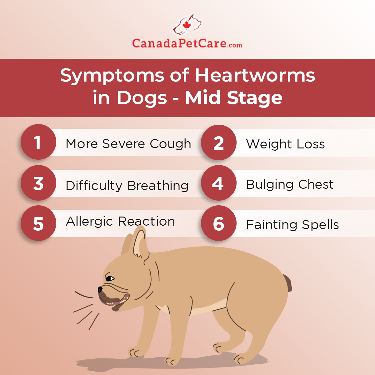 symptoms of mid-stage heartworms in dogs