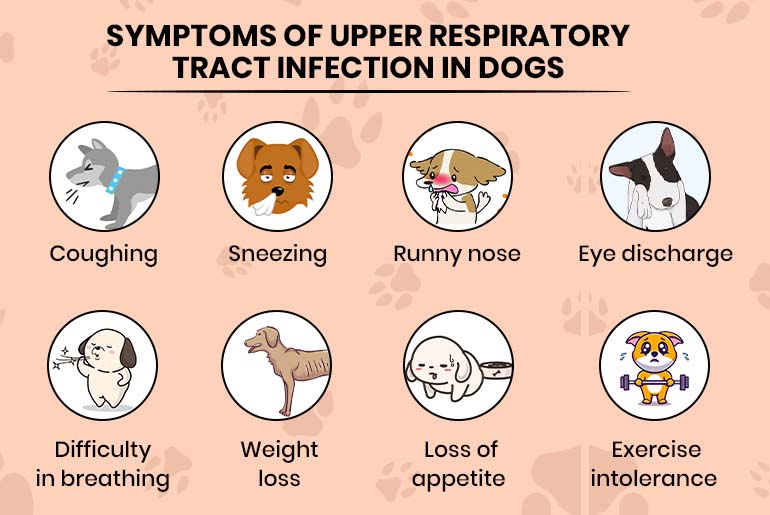 Signs of respiratory infection in dogs infographic