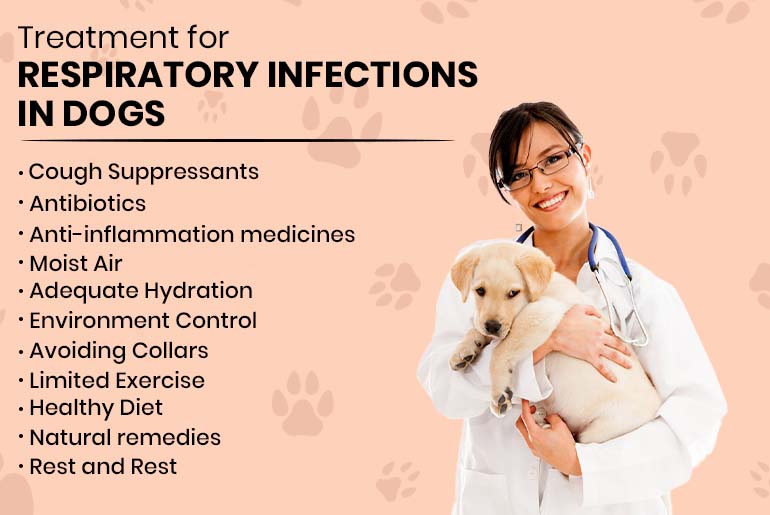 Treatment For Upper Respiratory Infections In Dogs