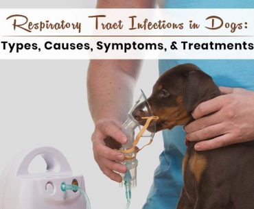 Dog Respiratory Infection Symptoms, Causes and Treatment