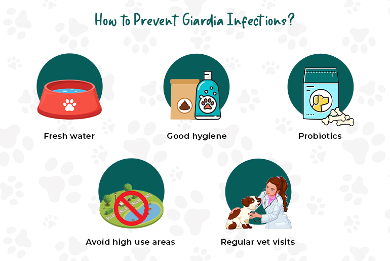 gardia infections in dogs Prevention tips