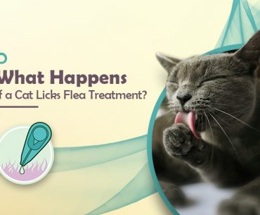 What Happens if a Cat Ingests Flea Treatment?